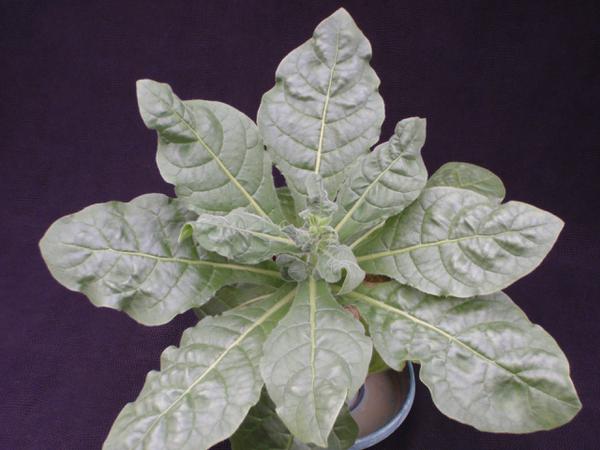 Thumbnail image for Tobacco - Zinc (Zn) Deficiency